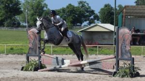 Thoroughbred Makeover, Gray Magician, Imposing Ruler, training, eventing, dressage, hunter, jumper, hurdle, schooling, marketplace, aftercare, OTTB, retired racehorse, ex-racehorse, ABR
